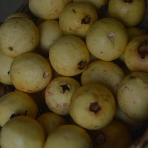 guava (3)