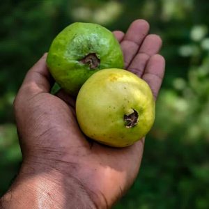 guava2