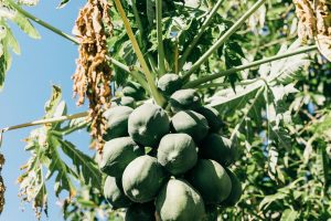 papaya (2) papaya (2)