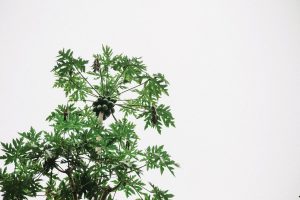 papaya (4) papaya (4)